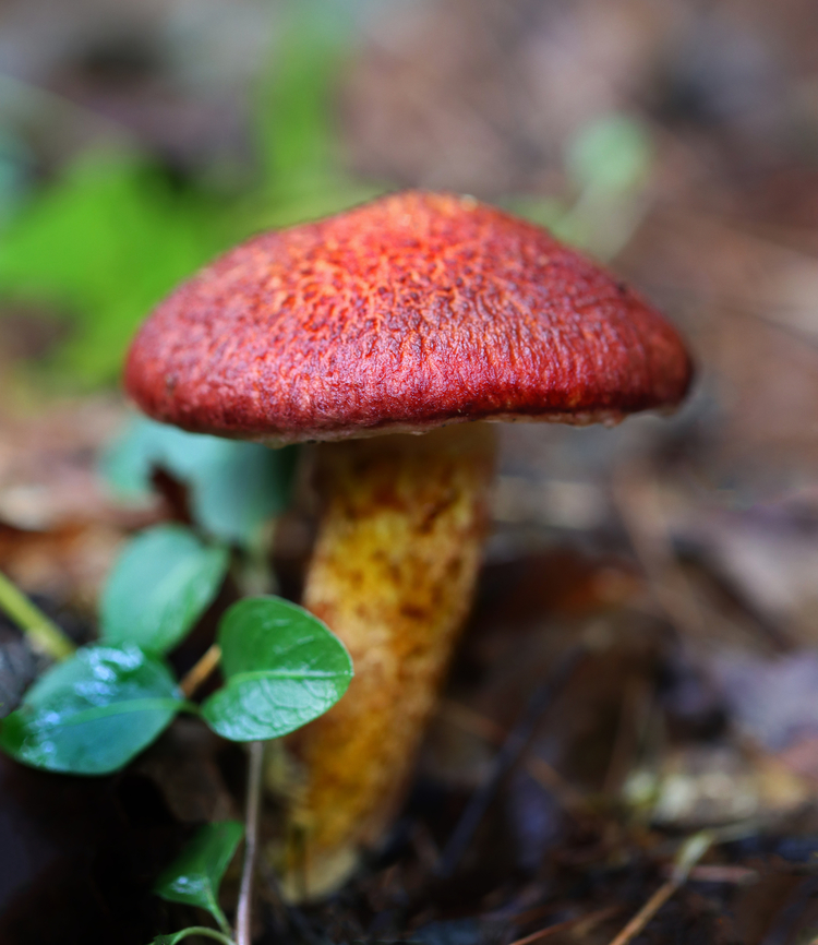 Painted Suillus - Suillus spraguei Habitat: Mixed forest Geotagged,Painted Slipperycap,Painted Suillus,Suillus spraguei,Summer,United States,fungi,fungus,mushroom,suillaceae,suillus