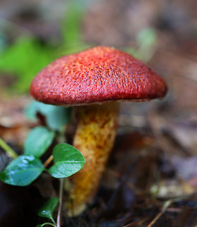 Painted Suillus - Suillus spraguei Habitat: Mixed forest Geotagged,Painted Slipperycap,Painted Suillus,Suillus spraguei,Summer,United States,fungi,fungus,mushroom,suillaceae,suillus