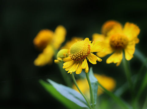 Common sneezeweed - Helenium autumnale Habitat: Forest edge Common sneezeweed,Geotagged,Helenium,Helenium autumnale,Summer,United States,sneezeweed
