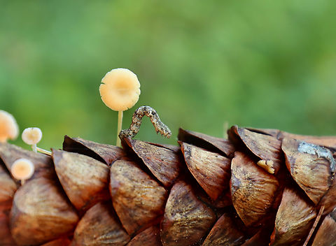 Geometrid Caterpillar - Ennominae I had intended to take pictures of the mushrooms on this pine cone, but was distracted by the caterpillar. 

Habitat: Shrub swamp/coniferous forest edge Agaricales,Geotagged,Summer,United States,caterpillar,ennominae,geometer,geometridae,larva,mushroom,pine cone