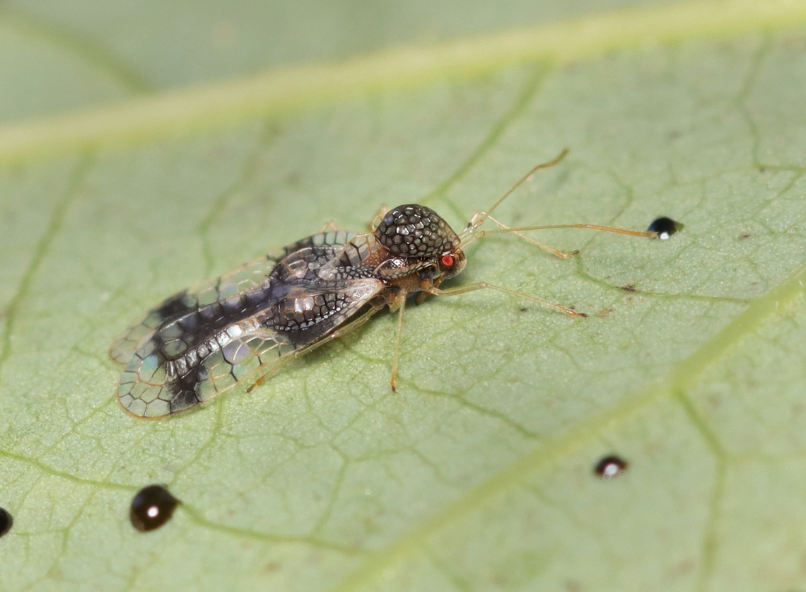 Andromeda Lace Bug - Stephanitis takeyai Habitat: Mixed forest Andromeda lace bug,Geotagged,Stephanitis,Stephanitis takeyai,Summer,United States,lace bug