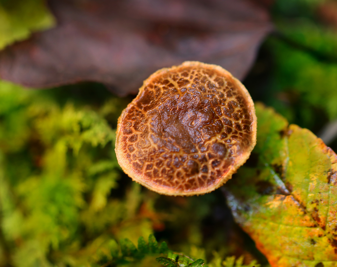 Mushroom - Xerocomellus sp. Habitat: Growing in moss under hardwoods and eastern hemlock Geotagged,Summer,United States,Xerocomellus,boletaceae,fungi,fungus,mushroom,polypore