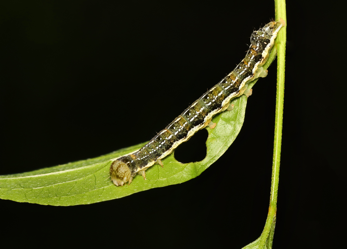 Ruby Quaker Caterpillar - Orthosia rubescens Habitat: Mixed forest<br />
<figure class="photo"><a href="https://www.jungledragon.com/image/166292/ruby_quaker_caterpillar_-_orthosia_rubescens.html" title="Ruby Quaker Caterpillar - Orthosia rubescens"><img src="https://s3.amazonaws.com/media.jungledragon.com/images/3232/166292_thumb.jpg?AWSAccessKeyId=05GMT0V3GWVNE7GGM1R2&Expires=1759968010&Signature=qpL0BG0%2FGtXuUx1RYatM07Phs18%3D" width="200" height="158" alt="Ruby Quaker Caterpillar - Orthosia rubescens Habitat: Mixed forest<br />
https://www.jungledragon.com/image/166291/ruby_quaker_caterpillar_-_orthosia_rubescens.html Geotagged,Noctuidae,Orthosia,Orthosia rubescens,Ruby Quaker,Spring,United States,caterpillar,larva" /></a></figure> Geotagged,Orthosia rubescens,Ruby Quaker,Spring,United States