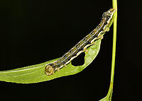 Ruby Quaker Caterpillar - Orthosia rubescens Habitat: Mixed forest<br />
https://www.jungledragon.com/image/166292/ruby_quaker_caterpillar_-_orthosia_rubescens.html Geotagged,Orthosia rubescens,Ruby Quaker,Spring,United States