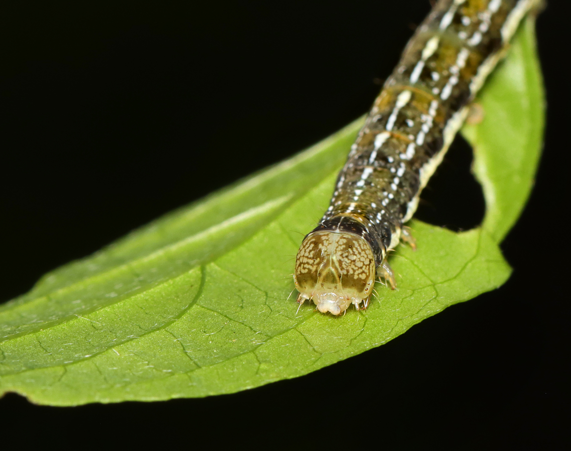 Ruby Quaker Caterpillar - Orthosia rubescens Habitat: Mixed forest<br />
<figure class="photo"><a href="https://www.jungledragon.com/image/166291/ruby_quaker_caterpillar_-_orthosia_rubescens.html" title="Ruby Quaker Caterpillar - Orthosia rubescens"><img src="https://s3.amazonaws.com/media.jungledragon.com/images/3232/166291_thumb.jpg?AWSAccessKeyId=05GMT0V3GWVNE7GGM1R2&Expires=1769040010&Signature=amcXrQOVujJ7JDBh%2F9rdHZXfIqg%3D" width="200" height="144" alt="Ruby Quaker Caterpillar - Orthosia rubescens Habitat: Mixed forest<br />
https://www.jungledragon.com/image/166292/ruby_quaker_caterpillar_-_orthosia_rubescens.html Geotagged,Orthosia rubescens,Ruby Quaker,Spring,United States" /></a></figure> Geotagged,Noctuidae,Orthosia,Orthosia rubescens,Ruby Quaker,Spring,United States,caterpillar,larva