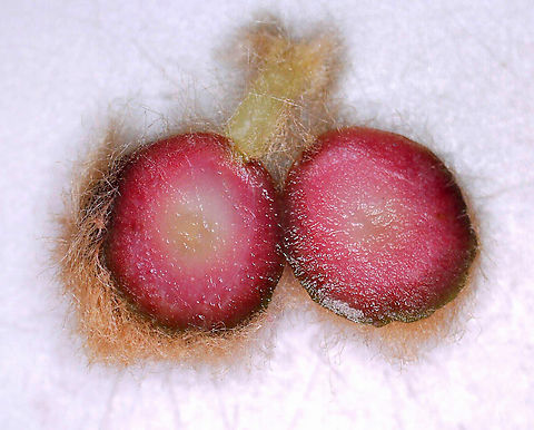 Woolly Oak Gall - Callirhytis lanata Host: Oak (Quercus sp.)
https://www.jungledragon.com/image/166295/woolly_oak_gall_-_callirhytis_lanata.html
https://www.jungledragon.com/image/166294/woolly_oak_gall_-_callirhytis_lanata.html Callirhytis lanata,Geotagged,United States,Woolly Oak Gall