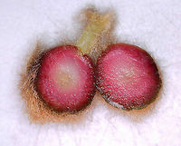 Woolly Oak Gall - Callirhytis lanata Host: Oak (Quercus sp.)<br />
https://www.jungledragon.com/image/166295/woolly_oak_gall_-_callirhytis_lanata.html<br />
https://www.jungledragon.com/image/166294/woolly_oak_gall_-_callirhytis_lanata.html Callirhytis lanata,Geotagged,United States,Woolly Oak Gall