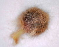 Woolly Oak Gall - Callirhytis lanata Host: Oak (Quercus sp.)<br />
https://www.jungledragon.com/image/166295/woolly_oak_gall_-_callirhytis_lanata.html<br />
https://www.jungledragon.com/image/166293/woolly_oak_gall_-_callirhytis_lanata.html<br />
 Callirhytis lanata,Geotagged,United States,Woolly Oak Gall