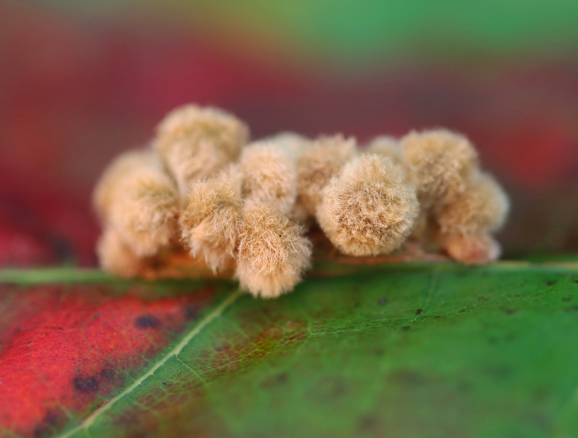 Woolly Oak Gall - Callirhytis lanata Host: Oak (Quercus sp.)<br />
<figure class="photo"><a href="https://www.jungledragon.com/image/166294/woolly_oak_gall_-_callirhytis_lanata.html" title="Woolly Oak Gall - Callirhytis lanata"><img src="https://s3.amazonaws.com/media.jungledragon.com/images/3232/166294_thumb.jpg?AWSAccessKeyId=05GMT0V3GWVNE7GGM1R2&Expires=1759968010&Signature=IofME6%2BxsW0HjOHr2Vz%2BOLe1Brc%3D" width="200" height="162" alt="Woolly Oak Gall - Callirhytis lanata Host: Oak (Quercus sp.)<br />
https://www.jungledragon.com/image/166295/woolly_oak_gall_-_callirhytis_lanata.html<br />
https://www.jungledragon.com/image/166293/woolly_oak_gall_-_callirhytis_lanata.html<br />
 Callirhytis lanata,Geotagged,United States,Woolly Oak Gall" /></a></figure><br />
<figure class="photo"><a href="https://www.jungledragon.com/image/166293/woolly_oak_gall_-_callirhytis_lanata.html" title="Woolly Oak Gall - Callirhytis lanata"><img src="https://s3.amazonaws.com/media.jungledragon.com/images/3232/166293_thumb.jpg?AWSAccessKeyId=05GMT0V3GWVNE7GGM1R2&Expires=1759968010&Signature=%2BYgbuFvxTKy1aljqpBhrDk4CRtI%3D" width="200" height="162" alt="Woolly Oak Gall - Callirhytis lanata Host: Oak (Quercus sp.)<br />
https://www.jungledragon.com/image/166295/woolly_oak_gall_-_callirhytis_lanata.html<br />
https://www.jungledragon.com/image/166294/woolly_oak_gall_-_callirhytis_lanata.html Callirhytis lanata,Geotagged,United States,Woolly Oak Gall" /></a></figure> Callirhytis,Callirhytis lanata,Geotagged,Quercus rubra,Summer,United States,Woolly Oak Gall,gall,gall wasp,oak gall,quercus