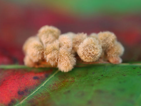 Woolly Oak Gall - Callirhytis lanata Host: Oak (Quercus sp.)
https://www.jungledragon.com/image/166294/woolly_oak_gall_-_callirhytis_lanata.html
https://www.jungledragon.com/image/166293/woolly_oak_gall_-_callirhytis_lanata.html Callirhytis,Callirhytis lanata,Geotagged,Quercus rubra,Summer,United States,Woolly Oak Gall,gall,gall wasp,oak gall,quercus