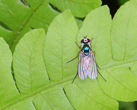 Fly - Argyra sp. Sadly blurry. I'm not sure of the species.

Habitat: Mesic forest Argyra,Geotagged,Spring,United States,diptera,fly