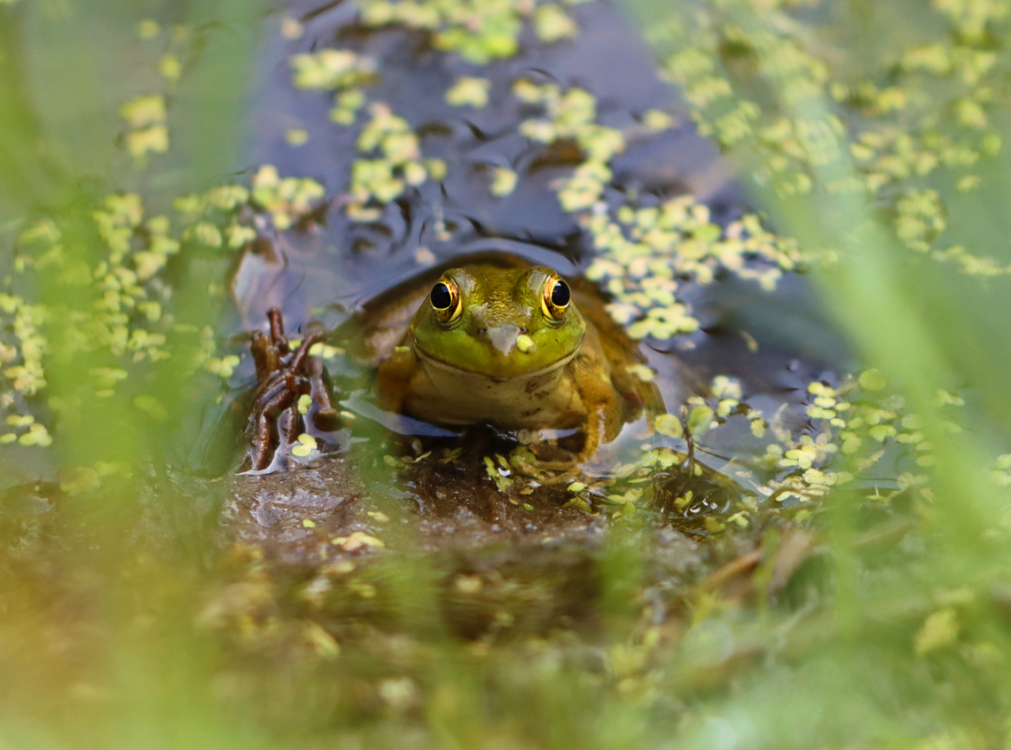 Bullfrog - Lithobates catesbeianus Habitat: Small woodland pond American bullfrog,Geotagged,Lithobates,Lithobates catesbeianus,Summer,United States,bullfrog,frog