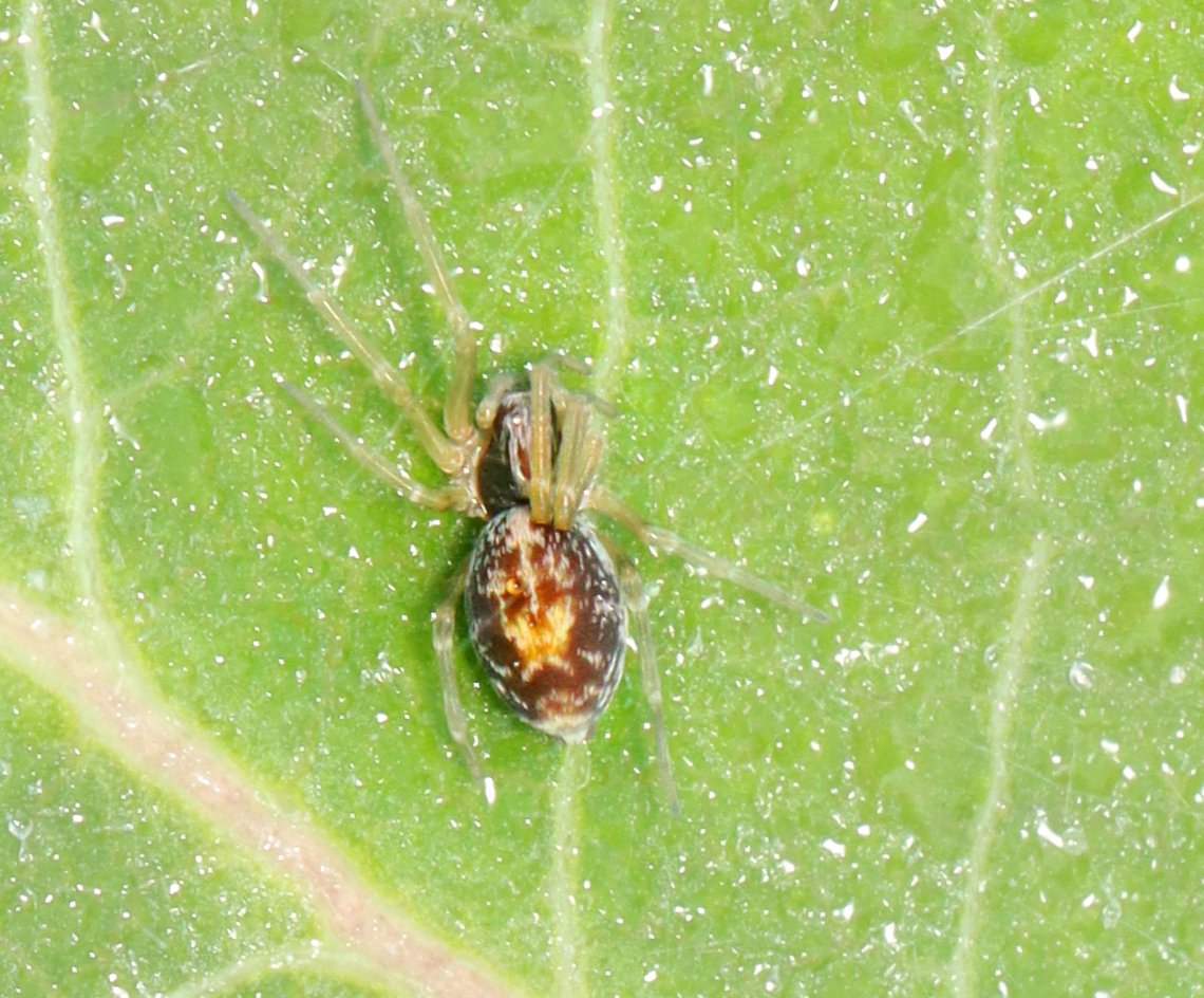 Mesh Web Weaver (Female) - Emblyna sublata Habitat: Garden Emblyna,Emblyna sublata,Geotagged,Spring,United States,mesh web weaver,spider
