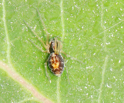 Mesh Web Weaver (Female) - Emblyna sublata Habitat: Garden Emblyna,Emblyna sublata,Geotagged,Spring,United States,mesh web weaver,spider