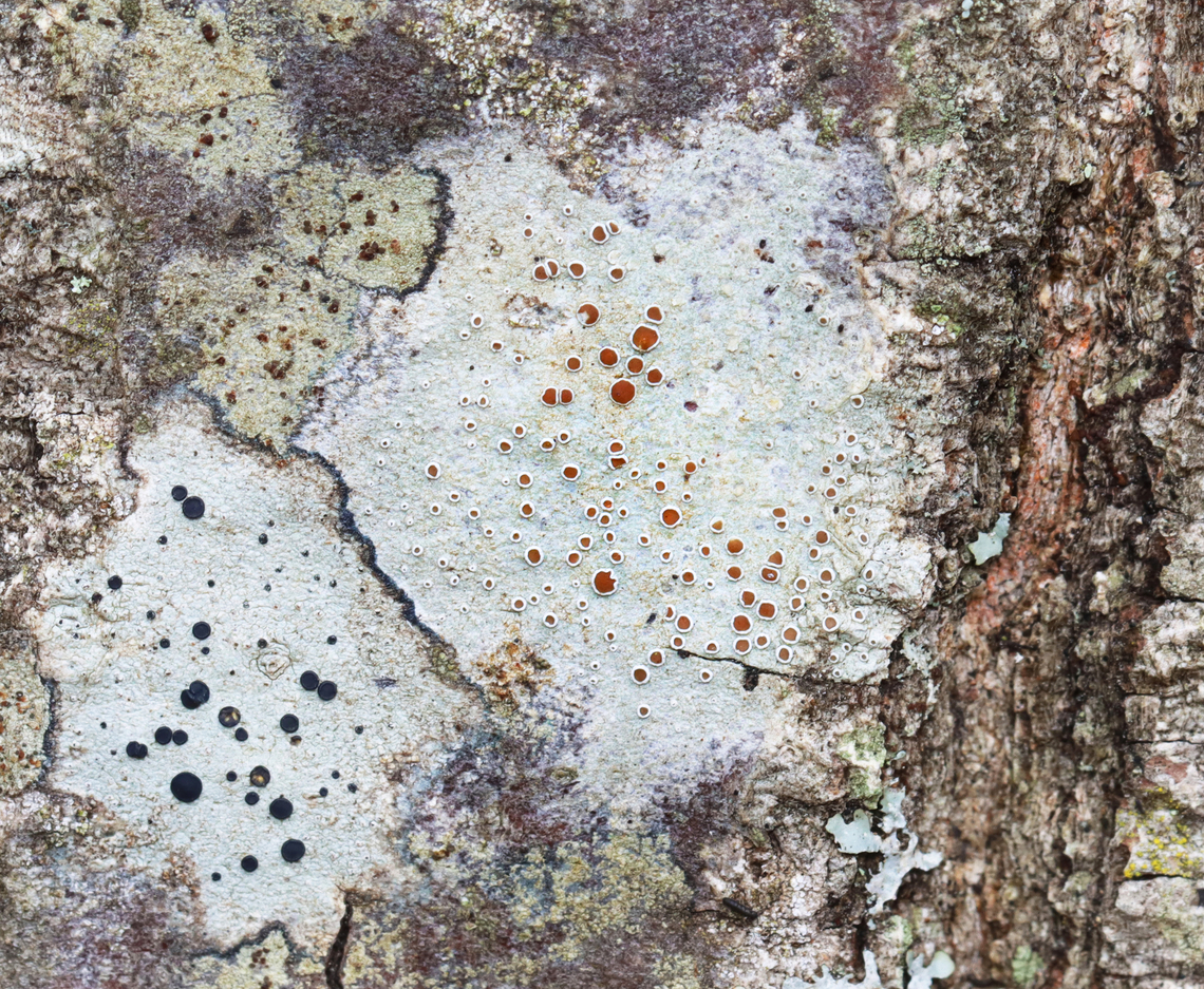 Rim Lichen - Lecanora sp. Substrate: Hardwood Fall,Geotagged,Lecanora,Lecanoromycetes,United States,lichen,rim lichen