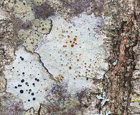 Rim Lichen - Lecanora sp. Substrate: Hardwood Fall,Geotagged,Lecanora,Lecanoromycetes,United States,lichen,rim lichen