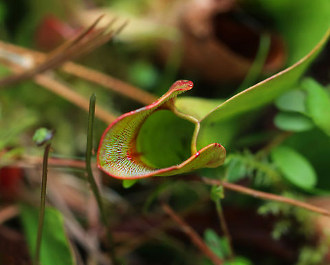 Northern Pitcher Plant - Sarracenia purpurea ssp. purpurea Habitat: Shrub swamp Geotagged,Purple pitcher plant,Sarracenia,Sarracenia purpurea,Sarracenia purpurea ssp. purpurea,Spring,United States,carnivorous,pitcher plant