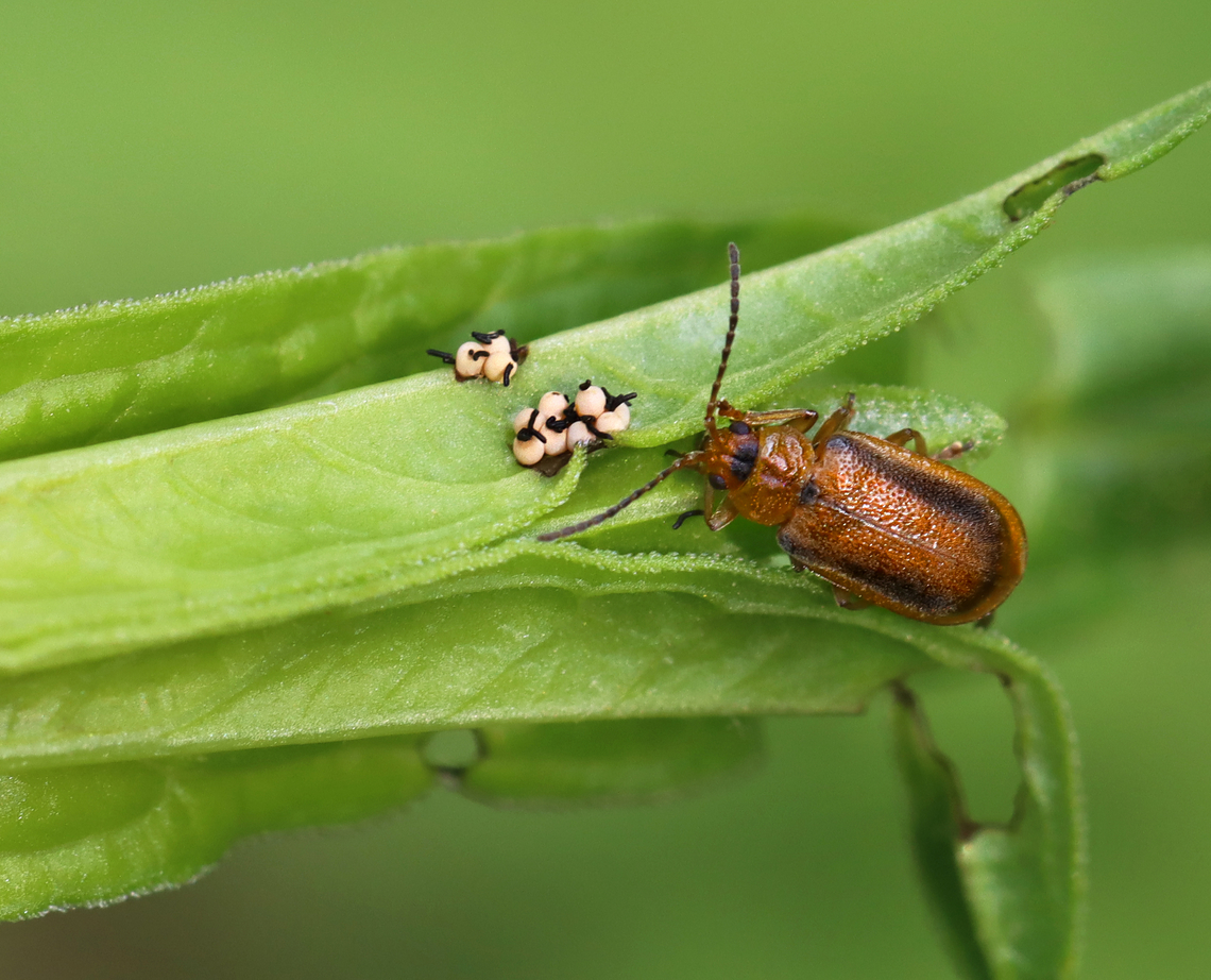 Black-margined Loosestrife Beetle - Galerucella calmariensis Each egg has a bit of frass (poop) on it to deter predation.<br />
<br />
Habitat: Shrub swamp Black-margined Loosestrife Beetle,Chrysomelidae,Galerucella,Galerucella calmariensis,Geotagged,Spring,United States,beetle,beetle eggs,eggs,fecal deposit,leaf beetle