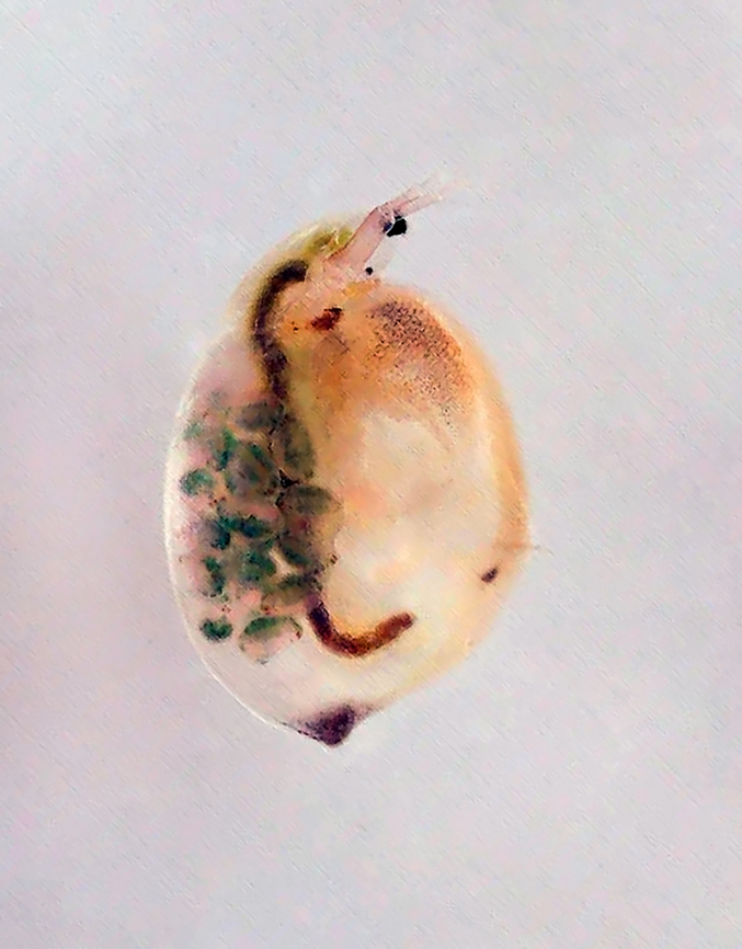 Water Flea - Simocephalus sp. I took the photo with a digital microscope. The round things on the left are eggs, above which is the heart. The long, thin, worm-like part is the gut.<br />
<br />
Habitat: Collected from a woodland pond Daphniidae,Geotagged,Simocephalus,United States,water flea