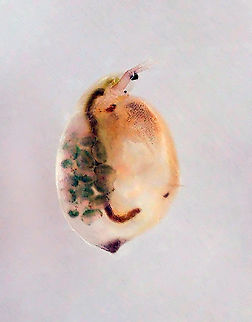 Water Flea - Simocephalus sp. I took the photo with a digital microscope. The round things on the left are eggs, above which is the heart. The long, thin, worm-like part is the gut.

Habitat: Collected from a woodland pond Daphniidae,Geotagged,Simocephalus,United States,water flea