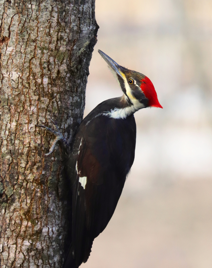 Pileated Woodpecker - Dryocopus pileatus It stayed in this position, not moving except to blink, for about 10 minutes. After hearing another pileated woodpecker calling from a nearby tree, it flew off to meet its friend.<br />
<br />
Habitat: Rural yard Dryocopus,Dryocopus pileatus,Geotagged,Pileated Woodpecker,United States,Winter,woodpecker