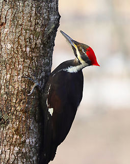 Pileated Woodpecker - Dryocopus pileatus It stayed in this position, not moving except to blink, for about 10 minutes. After hearing another pileated woodpecker calling from a nearby tree, it flew off to meet its friend.

Habitat: Rural yard Dryocopus,Dryocopus pileatus,Geotagged,Pileated Woodpecker,United States,Winter,woodpecker