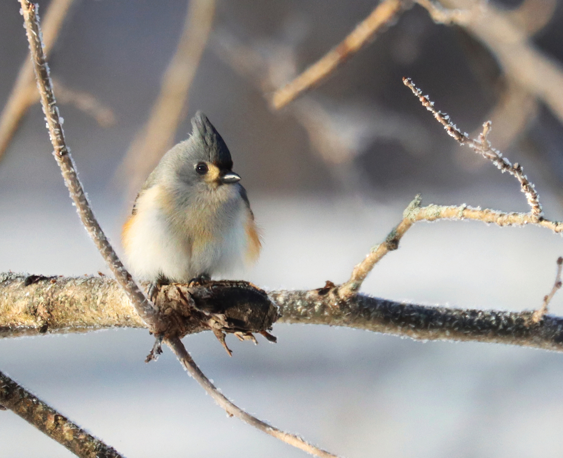 Tufted Titmouse (Baeolophus bicolor) Habitat: Mulberry tree in a rural yard Baeolophus bicolor,Geotagged,Tufted Titmouse,United States,Winter,baeolophus,mulberry,titmouse