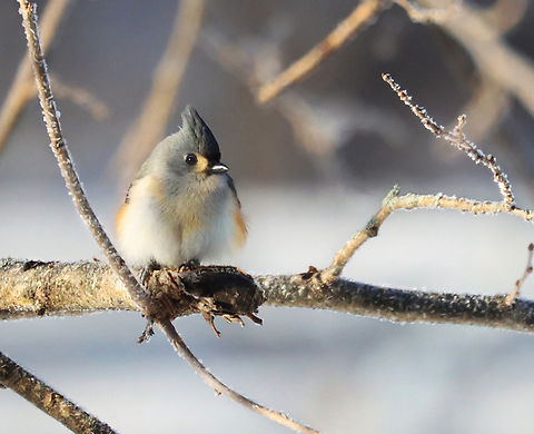 Tufted Titmouse (Baeolophus bicolor) Habitat: Mulberry tree in a rural yard Baeolophus bicolor,Geotagged,Tufted Titmouse,United States,Winter,baeolophus,mulberry,titmouse