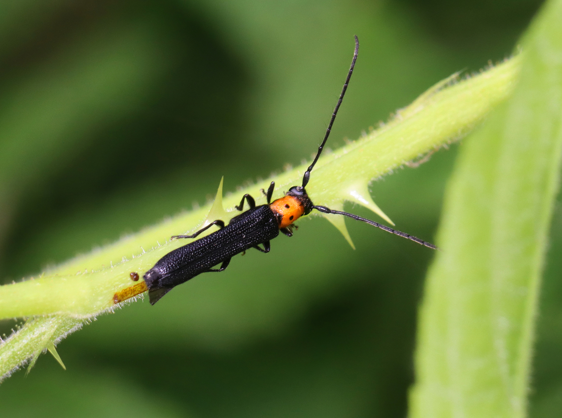 Raspberry Cane Borer - Oberea perspicillata Eating and pooping.<br />
<br />
Habitat: Meadow Geotagged,Longhorn beetle,Oberea,Oberea perspicillata,Spring,United States,beetle,coleoptera,raspberry cane borer