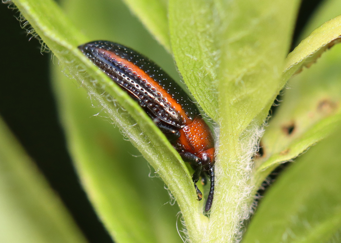 Goldenrod Leaf Miner - Microrhopala vittata Habitat: Meadow Chrysomelidae,Geotagged,Microrhopala,Microrhopala vittata,Summer,United States,goldenrod leaf miner