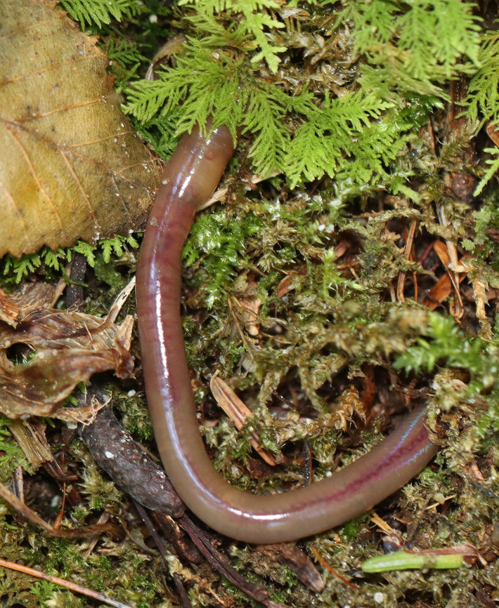 Crazy Worm - Amynthas agrestis (agrestis-tokioensis-hilgendorfi complex) I&#039;ve been trying to get a shot of these worms for a few years now. They are appropriately nicknamed &quot;crazy worms&quot; because they thrash around so violently when exposed or handled. I first documented their castings here: <br />
<figure class="photo"><a href="https://www.jungledragon.com/image/134294/crazy_worm_castings_-_amynthas_sp._likely_from_amynthas_agrestis.html" title="Crazy Worm Castings - Amynthas sp., likely from Amynthas agrestis"><img src="https://s3.amazonaws.com/media.jungledragon.com/images/3232/134294_thumb.jpg?AWSAccessKeyId=05GMT0V3GWVNE7GGM1R2&Expires=1759968010&Signature=KZEZid09rA4RMs3UkDwIBH5iuWE%3D" width="200" height="166" alt="Crazy Worm Castings - Amynthas sp., likely from Amynthas agrestis This isn&rsquo;t just a pile of dirt. It&rsquo;s earthworm castings (frass). I suspect it&rsquo;s from the crazy worm (Amynthas agrestis). They are called &lsquo;crazy&rsquo; because these earthworms thrash around violently when handled. They are incredibly invasive and can rapidly consume organic materials. They have been spread through waterways and by the movement of plants, soil, and compost due to human agricultural and horticultural practices.<br />
<br />
The forest floor includes a layer of organic matter in different stages of decomposition.  It protects against erosion, provides the habitat for plants to germinate and grow, is home to creatures like salamanders, in addition to other soil organisms. <br />
<br />
The presence of these earthworms in the soil can have a devastating impact on the forest floor habitat. Their feeding and burrowing activities compact the forest soil, which can eventually decimate the forest floor habitat. Here are some specific impacts:<br />
<br />
-Earthworms reduce organic matter and replace them with castings (frass) which leads to drier, warmer soil<br />
-Their ingestion changes the proportions and conditions for bacteria and fungi in the soil, which leads to poor soil health and reduced plant growth<br />
-They reduce the presence of soil arthropods<br />
<br />
Habitat: Mixed forest Amynthas,Amynthas agrestis,Geotagged,Summer,United States,crazy worm,earthworm,earthworm frass,frass" /></a></figure><br />
*This worm is part of the agrestis-tokioensis-hilgendorfi complex.<br />
<br />
Habitat: Shrub swamp<br />
<br />
<figure class="photo"><a href="https://www.jungledragon.com/image/167167/crazy_worm_-_amynthas_agrestis_agrestis-tokioensis-hilgendorfi_complex.html" title="Crazy Worm - Amynthas agrestis (agrestis-tokioensis-hilgendorfi complex)"><img src="https://s3.amazonaws.com/media.jungledragon.com/images/3232/167167_thumb.jpg?AWSAccessKeyId=05GMT0V3GWVNE7GGM1R2&Expires=1759968010&Signature=LjxrcHxEKJCrMECt5W9nChQ4704%3D" width="200" height="146" alt="Crazy Worm - Amynthas agrestis (agrestis-tokioensis-hilgendorfi complex) I&#039;ve been trying to get a shot of these worms for a few years now. They are appropriately nicknamed &quot;crazy worms&quot; because they thrash around so violently when exposed or handled. I first documented their castings here: <br />
https://www.jungledragon.com/image/134294/crazy_worm_castings_-_amynthas_sp._likely_from_amynthas_agrestis.html<br />
*This worm is part of the agrestis-tokioensis-hilgendorfi complex.<br />
<br />
Habitat: Shrub swamp<br />
<br />
https://www.jungledragon.com/image/167166/crazy_worm_-_amynthas_agrestis_agrestis-tokioensis-hilgendorfi_complex.html Amynthas,Amynthas agrestis,Geotagged,Summer,United States,agrestis-tokioensis-hilgendorfi complex,asian jumping worm,crazy worm,juvenile worm,worm" /></a></figure> Amynthas agrestis,Geotagged,Summer,United States,asian jumping worm,crazy worm
