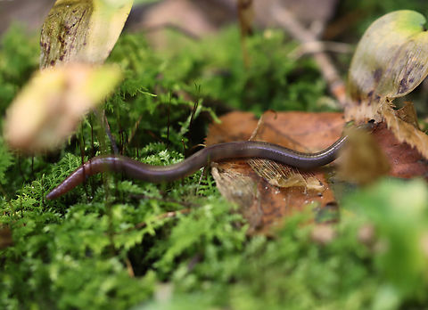 Crazy Worm - Amynthas agrestis (agrestis-tokioensis-hilgendorfi complex) I've been trying to get a shot of these worms for a few years now. They are appropriately nicknamed "crazy worms" because they thrash around so violently when exposed or handled. I first documented their castings here: 
https://www.jungledragon.com/image/134294/crazy_worm_castings_-_amynthas_sp._likely_from_amynthas_agrestis.html
*This worm is part of the agrestis-tokioensis-hilgendorfi complex.

Habitat: Shrub swamp

https://www.jungledragon.com/image/167166/crazy_worm_-_amynthas_agrestis_agrestis-tokioensis-hilgendorfi_complex.html Amynthas,Amynthas agrestis,Geotagged,Summer,United States,agrestis-tokioensis-hilgendorfi complex,asian jumping worm,crazy worm,juvenile worm,worm