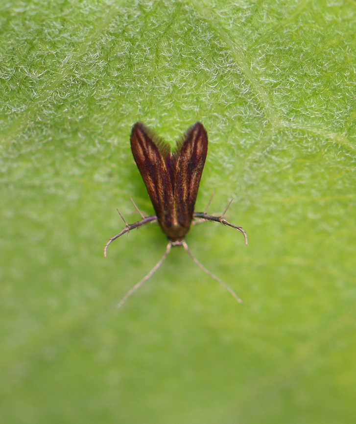 Blackberry Skeletonizer - Schreckensteinia festaliella Sadly blurry.<br />
<br />
Habitat: Meadow Blackberry skeletonizer,Geotagged,Moth,Schreckensteinia,Schreckensteinia festaliella,Summer,United States