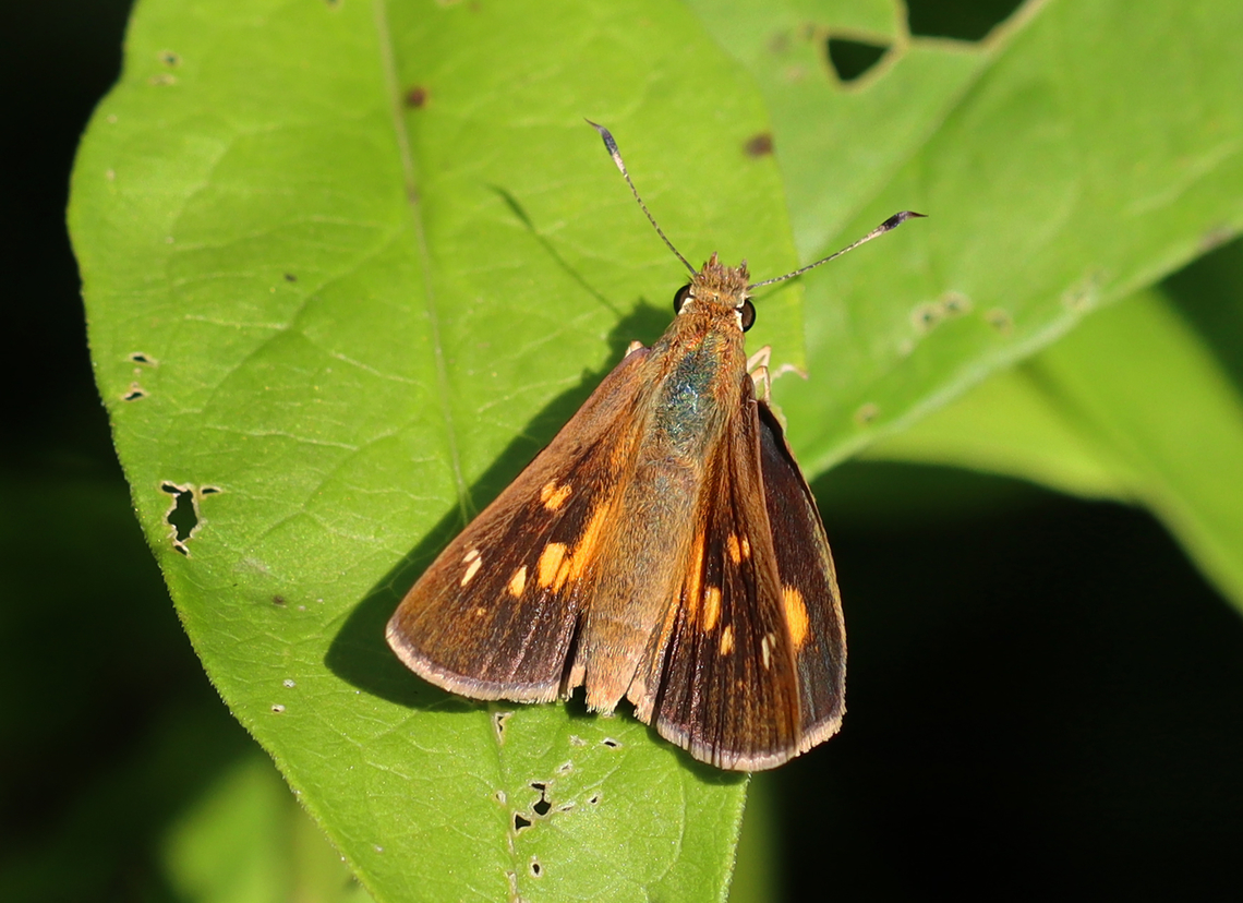 Skipper - Poanes viator Habitat: Meadow Geotagged,Poanes,Poanes viator,Summer,United States,butterfly,hesperiidae,skipper