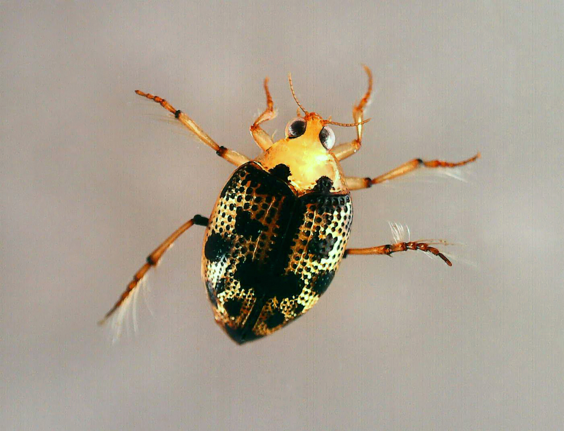 Crawling Water Beetle - Peltodytes duodecimpunctatus *Tentative species ID<br />
<br />
Habitat: Woodland pond Geotagged,Peltodytes,Peltodytes duodecimpunctatus,United States,beetle,crawling water beetle