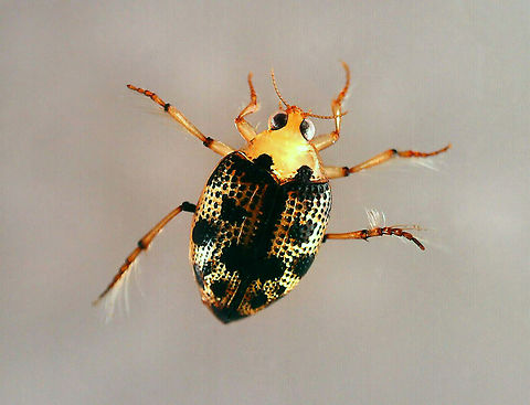 Crawling Water Beetle - Peltodytes duodecimpunctatus *Tentative species ID

Habitat: Woodland pond Geotagged,Peltodytes,Peltodytes duodecimpunctatus,United States,beetle,crawling water beetle
