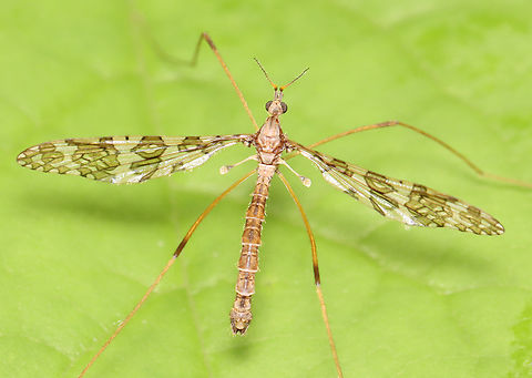Band-winged Cranefly - Epiphragma fasciapenne Habitat: Mixed forest Band-winged Cranefly,Epiphragma,Epiphragma fasciapenne,Geotagged,Spring,United States,cranefly,limoniidae