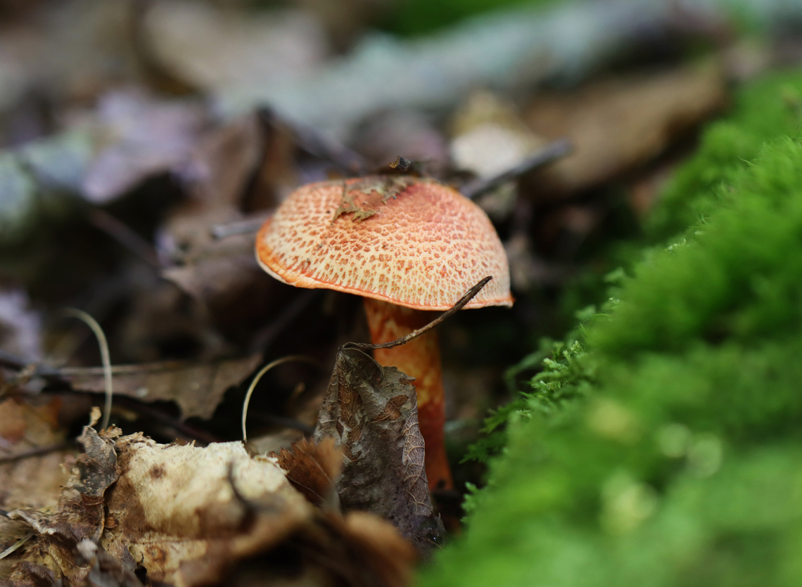 Dappled Webcap - Cortinarius bolaris Habitat: Mixed forest<br />
<figure class="photo"><a href="https://www.jungledragon.com/image/167311/dappled_webcap_-_cortinarius_bolaris.html" title="Dappled Webcap - Cortinarius bolaris"><img src="https://s3.amazonaws.com/media.jungledragon.com/images/3232/167311_thumb.jpg?AWSAccessKeyId=05GMT0V3GWVNE7GGM1R2&Expires=1767225610&Signature=lk64WOUlzaejv7634HgYEgTdpD8%3D" width="200" height="142" alt="Dappled Webcap - Cortinarius bolaris Habitat: Mixed forest<br />
https://www.jungledragon.com/image/167310/dappled_webcap_-_cortinarius_bolaris.html Cortinarius bolaris,Dappled Webcap,Geotagged,Summer,United States" /></a></figure> Cortinarius,Cortinarius bolaris,Dappled Webcap,Geotagged,Summer,United States