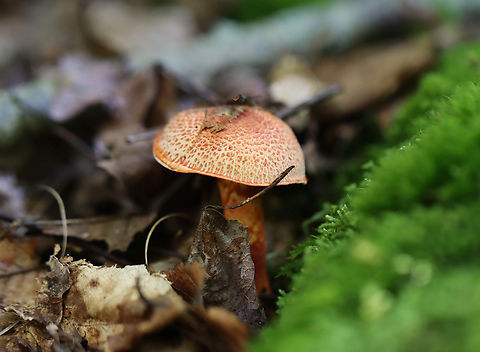 Dappled Webcap - Cortinarius bolaris Habitat: Mixed forest
https://www.jungledragon.com/image/167311/dappled_webcap_-_cortinarius_bolaris.html Cortinarius,Cortinarius bolaris,Dappled Webcap,Geotagged,Summer,United States
