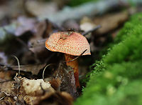 Dappled Webcap - Cortinarius bolaris Habitat: Mixed forest<br />
https://www.jungledragon.com/image/167311/dappled_webcap_-_cortinarius_bolaris.html Cortinarius,Cortinarius bolaris,Dappled Webcap,Geotagged,Summer,United States