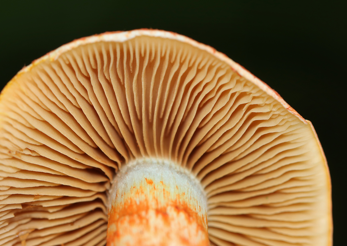 Dappled Webcap - Cortinarius bolaris Habitat: Mixed forest<br />
<figure class="photo"><a href="https://www.jungledragon.com/image/167310/dappled_webcap_-_cortinarius_bolaris.html" title="Dappled Webcap - Cortinarius bolaris"><img src="https://s3.amazonaws.com/media.jungledragon.com/images/3232/167310_thumb.jpg?AWSAccessKeyId=05GMT0V3GWVNE7GGM1R2&Expires=1767225610&Signature=mQW7D3TFMPqEB6LCMTxstnV2EC4%3D" width="200" height="148" alt="Dappled Webcap - Cortinarius bolaris Habitat: Mixed forest<br />
https://www.jungledragon.com/image/167311/dappled_webcap_-_cortinarius_bolaris.html Cortinarius,Cortinarius bolaris,Dappled Webcap,Geotagged,Summer,United States" /></a></figure> Cortinarius bolaris,Dappled Webcap,Geotagged,Summer,United States
