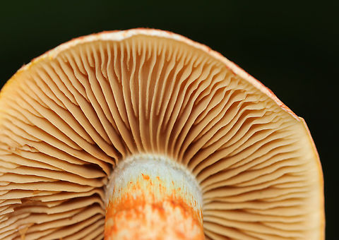 Dappled Webcap - Cortinarius bolaris Habitat: Mixed forest
https://www.jungledragon.com/image/167310/dappled_webcap_-_cortinarius_bolaris.html Cortinarius bolaris,Dappled Webcap,Geotagged,Summer,United States