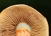 Dappled Webcap - Cortinarius bolaris Habitat: Mixed forest<br />
https://www.jungledragon.com/image/167310/dappled_webcap_-_cortinarius_bolaris.html Cortinarius bolaris,Dappled Webcap,Geotagged,Summer,United States