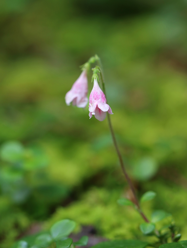 Twinflower - Linnaea borealis Habitat: Shrub swamp Geotagged,Linnaea,Linnaea borealis,Summer,United States,twinflower