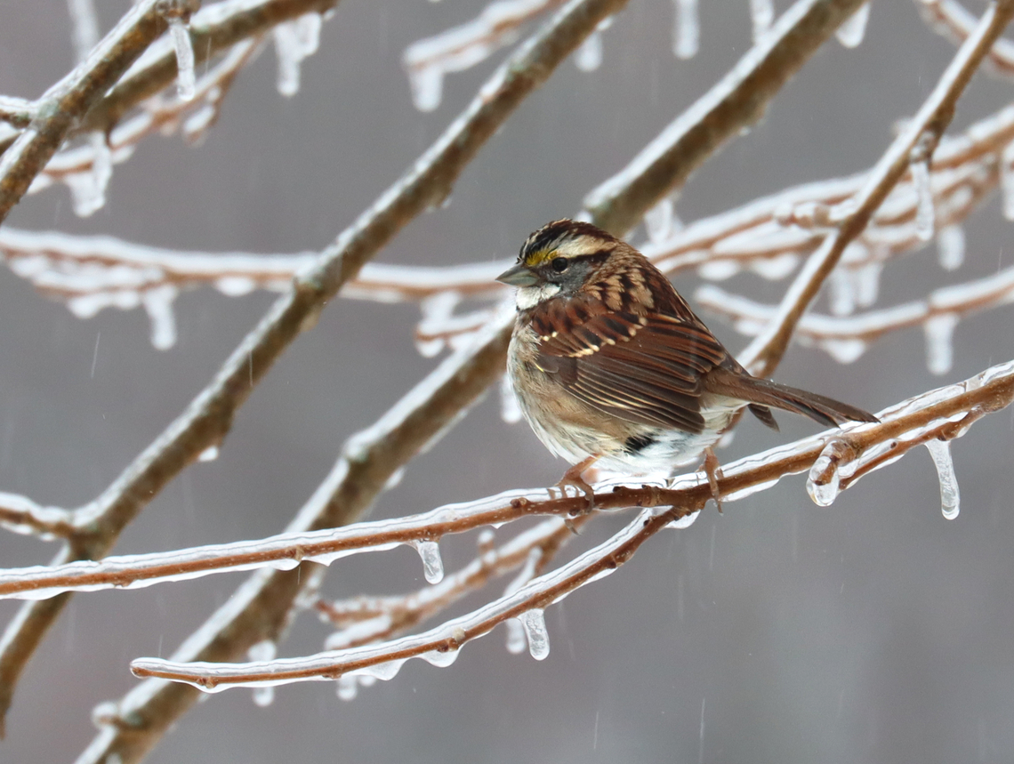 White-throated Sparrow - Zonotrichia albicollis Sitting on an ice-encrusted branch in the freezing rain. It&#039;s incredible that the birds don&#039;t freeze to death.<br />
<br />
Habitat: Mulberry tree in a rural yard Geotagged,United States,White-throated sparrow,Winter,Zonotrichia,Zonotrichia albicollis,ice,mulberry,sparrow
