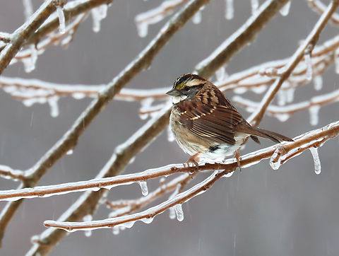 White-throated Sparrow - Zonotrichia albicollis Sitting on an ice-encrusted branch in the freezing rain. It's incredible that the birds don't freeze to death.

Habitat: Mulberry tree in a rural yard Geotagged,United States,White-throated sparrow,Winter,Zonotrichia,Zonotrichia albicollis,ice,mulberry,sparrow
