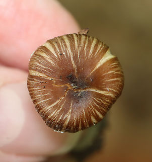 Pseudosperma friabile The cap looked like it had matted hair stuck to it.

Habitat: Mixed forest
https://www.jungledragon.com/image/167387/pseudosperma_friabile.html Geotagged,Pseudosperma,Pseudosperma friabile,Summer,United States,fungus,mushroom
