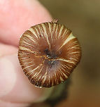 Pseudosperma friabile The cap looked like it had matted hair stuck to it.<br />
<br />
Habitat: Mixed forest<br />
https://www.jungledragon.com/image/167387/pseudosperma_friabile.html Geotagged,Pseudosperma,Pseudosperma friabile,Summer,United States,fungus,mushroom