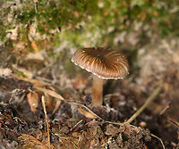 Pseudosperma friabile The cap looked like it had matted hair stuck to it.<br />
<br />
Habitat: Mixed forest<br />
https://www.jungledragon.com/image/167386/pseudosperma_friabile.html Geotagged,Pseudosperma friabile,Summer,United States