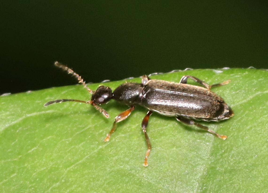 Macratria confusa Tentative species ID<br />
<br />
Habitat: Mixed forest Geotagged,Macratria,Macratria confusa,Spring,United States